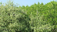 UM002 S0008 Avicennia germinans.jpg