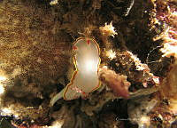 CMGV0050 Doriprismatica sedna.jpg