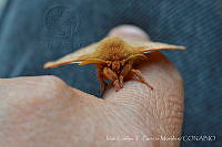 JCGM02435 Automeris sp..jpg