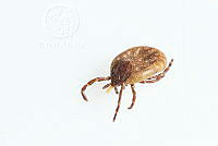 MASM07749 Boophilus sp..jpg
