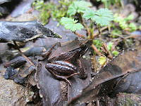OHO001 Craugastor sp..jpg