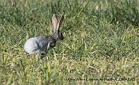 AAKVDH 0646 Lepus alleni.JPG