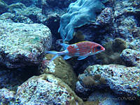 VDLCF0906 Holocentrus adscensionis.jpg