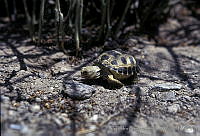 AB0241 Gopherus flavomarginatus.jpg