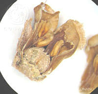 SL3427 Clethra hartwegii.jpg