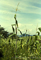 2056 Zea mays.jpg