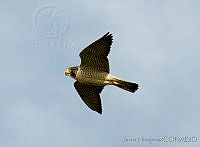 JHC0073 Falco peregrinus.jpg