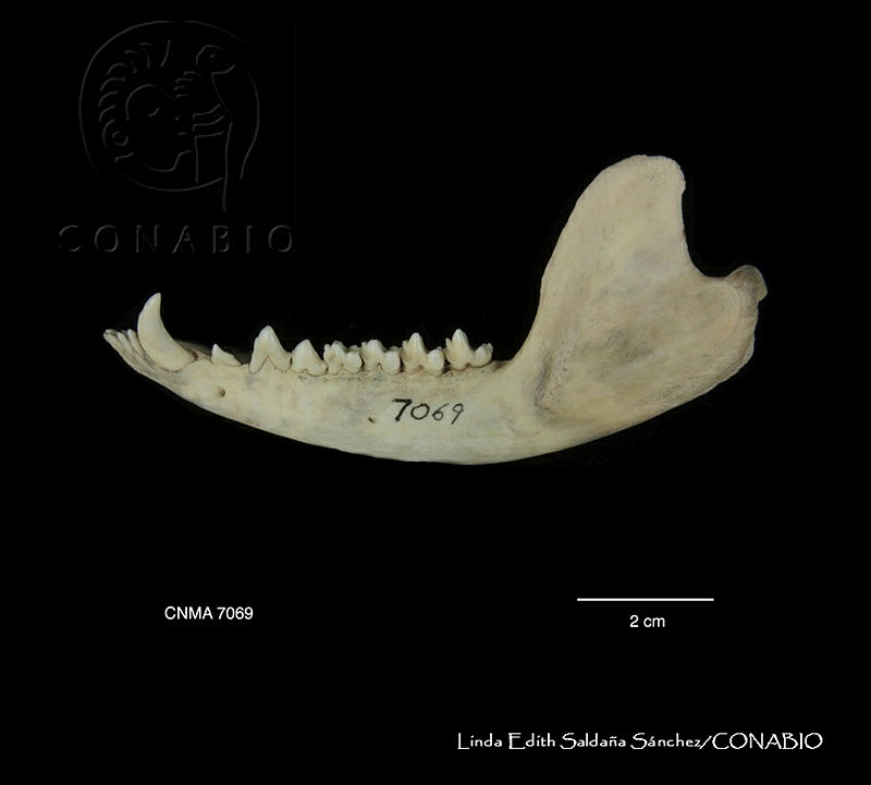 LESS%200367%20Didelphis%20virginiana%20ssp.%20californica.JPG.rSet563 MeP1NRdjQA3g0JtbmFja29CbnFuZ3NAbXJ6LGtwZwA.n FRFfor7S
