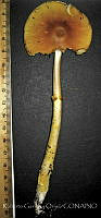 RGO0198 Amanita flavoconia.JPG