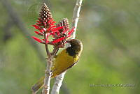 MGaves 766 Icterus parisorum.jpg