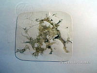 KT016 0080 Anabaina oscillarioides.jpg