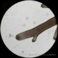 RYP0035 Pterocladiella capillacea.jpg