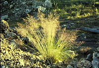 2299 Muhlenbergia rigida.jpg