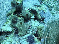 NE018 0889 Agelas conifera.jpg