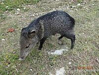 VAC01 Pecari tajacu.jpg