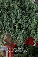 IMDOC4001 Chenopodium berlandieri.jpg