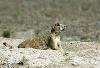 CNS0282 Cynomys mexicanus.jpg