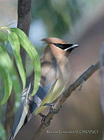 MGaves 2983 Bombycilla cedrorum.jpg
