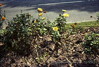 2414 Dahlia pinnata.jpg