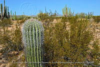 LI005 0012 Carnegiea gigantea, Larrea tridentata.jpg