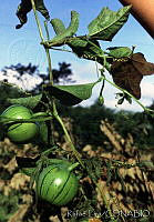 25067 Cionosicyos macranthus.jpg