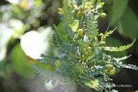 proy JF091 0067 Bursera bipinnata.JPG