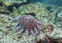 CNS1095 Acanthaster ellisii.jpg