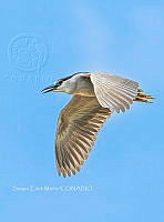 SM0674 Nycticorax nycticorax.jpg
