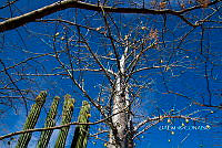 3R 00941 Jacaratia mexicana con Pachycereus grandis.tif