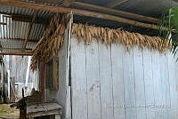 SG019 0431 Secado de Zea mays.jpg