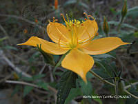 proy JF091 0274 Mentzelia hispida Willd..JPG
