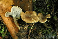 AKL0043 Pseudocraterellus calyculus.jpg