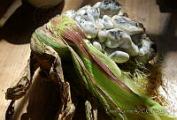 DK0586 Ustilago maydis.jpg