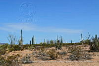 LI005 0009 Larrea tridentata, Lophocereus schottii, Carnegiea gigantea.jpg