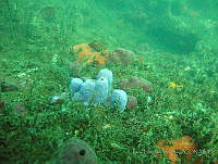 CGG0158 Aplysina fistularis.JPG