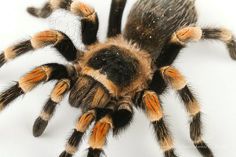 MASM08140%20%20Brachypelma%20smithi.jpg.jSe1h7z6MaGfe thQA3g0JtbmFja29CbnFuZ3NAbXJ6LGtwZwA.1CwBLmVVXH