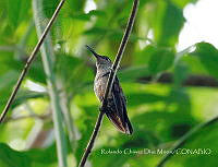 RCDM037 Phaeochroa cuvierii.jpg
