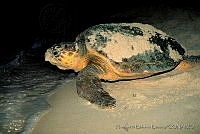 HBB0073 Caretta caretta.jpg