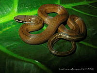 LCM0151 Coniophanes alvarezi.jpg