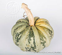 IMDOC2914 Cucurbita pepo.jpg