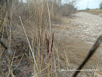 MRG-2018-149 Bothriochloa springfieldii (MEGA-31ene18-b).JPG