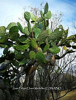 RG016 0251 Opuntia undulata.jpg