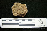 CADR397 Glyptotherium floridanum.jpg