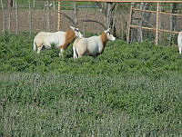 DH0005 Oryx dammah.jpg