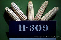 FGM0020 Zea mays.JPG