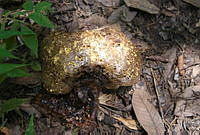 DK0736 Fungi.jpg