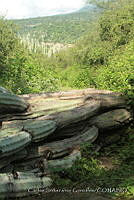 CSGHQ008-080 Santa María Tecomavaca, Oaxaca.jpg