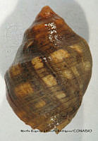 MRyRR372 Thais brevidentata.jpg