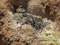 JAH014 Aquila chrysaetos.tif