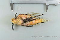 SGQ3458 Pterois volitans.jpg